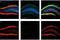 CAMP Responsive Element Binding Protein 1 antibody, 9198L, Cell Signaling Technology, Immunofluorescence image 