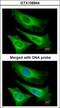 Serine/threonine-protein kinase TNNI3K antibody, GTX108944, GeneTex, Immunofluorescence image 