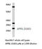 TNF Superfamily Member 13 antibody, LS-C176710, Lifespan Biosciences, Western Blot image 