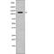 Kinesin Family Member 1C antibody, abx216454, Abbexa, Western Blot image 