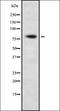 Sp3 Transcription Factor antibody, orb378416, Biorbyt, Western Blot image 