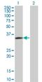 LIM And SH3 Protein 1 antibody, H00003927-M05, Novus Biologicals, Western Blot image 