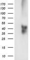 Transmembrane Protein With EGF Like And Two Follistatin Like Domains 2 antibody, TA504465, Origene, Western Blot image 