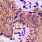 Activating Transcription Factor 2 antibody, orb216069, Biorbyt, Immunohistochemistry paraffin image 