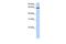 EBF Family Member 4 antibody, GTX49035, GeneTex, Western Blot image 