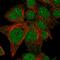 Golgi Associated Kinase 1B antibody, HPA007227, Atlas Antibodies, Immunofluorescence image 