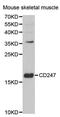 CD247 Molecule antibody, MBS126253, MyBioSource, Western Blot image 