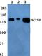 Inner Centromere Protein antibody, A02466, Boster Biological Technology, Western Blot image 