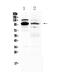 Nuclear Factor Of Activated T Cells 1 antibody, PA5-79730, Invitrogen Antibodies, Western Blot image 