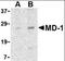 Lymphocyte Antigen 86 antibody, orb86877, Biorbyt, Western Blot image 