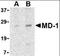 Lymphocyte Antigen 86 antibody, orb86877, Biorbyt, Western Blot image 