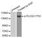 Phospholipase C Gamma 2 antibody, MBS128505, MyBioSource, Western Blot image 