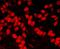 High Mobility Group Nucleosome Binding Domain 1 antibody, A302-363A, Bethyl Labs, Immunofluorescence image 