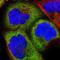 Plasmalemma Vesicle Associated Protein antibody, NBP1-83911, Novus Biologicals, Immunocytochemistry image 