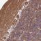 CCR4-NOT Transcription Complex Subunit 6 antibody, HPA044568, Atlas Antibodies, Immunohistochemistry frozen image 