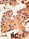 Gap Junction Protein Alpha 8 antibody, abx028506, Abbexa, Immunohistochemistry frozen image 