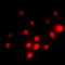 Transcription Factor Binding To IGHM Enhancer 3 antibody, LS-B14510, Lifespan Biosciences, Immunofluorescence image 