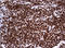 Paired Box 5 antibody, LS-C336429, Lifespan Biosciences, Immunohistochemistry paraffin image 