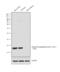 Phospholamban antibody, PA5-38317, Invitrogen Antibodies, Western Blot image 