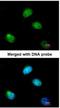 Poly(RC) Binding Protein 2 antibody, NBP1-31154, Novus Biologicals, Immunocytochemistry image 