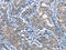 M-phase inducer phosphatase 2 antibody, CSB-PA169739, Cusabio, Immunohistochemistry frozen image 