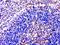 S1PR5 antibody, A07877-1, Boster Biological Technology, Immunohistochemistry frozen image 