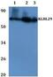 Kelch Like Family Member 29 antibody, PA5-75885, Invitrogen Antibodies, Western Blot image 