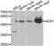 NCK Adaptor Protein 1 antibody, LS-C331196, Lifespan Biosciences, Western Blot image 