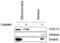 Endonuclease G antibody, 11004, QED Bioscience, Immunocytochemistry image 