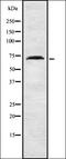 Apolipoprotein B MRNA Editing Enzyme Catalytic Subunit 3C antibody, orb337672, Biorbyt, Western Blot image 