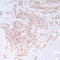 Nerve Growth Factor Receptor antibody, TA327714, Origene, Immunohistochemistry frozen image 