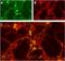 Acid Sensing Ion Channel Subunit 1 antibody, PA5-77730, Invitrogen Antibodies, Immunohistochemistry frozen image 