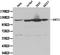 Sirtuin 1 antibody, LS-C192676, Lifespan Biosciences, Western Blot image 