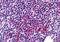 Zinc Finger Protein 687 antibody, A10784, Boster Biological Technology, Western Blot image 