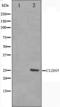 Claudin 5 antibody, orb224436, Biorbyt, Western Blot image 