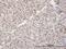 X-Ray Repair Cross Complementing 5 antibody, H00007520-M02, Novus Biologicals, Immunohistochemistry frozen image 