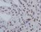 GATA Binding Protein 3 antibody, P00593, Boster Biological Technology, Immunohistochemistry frozen image 