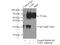NGFI-A Binding Protein 2 antibody, 19601-1-AP, Proteintech Group, Immunoprecipitation image 