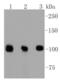 DGCR8 Microprocessor Complex Subunit antibody, NBP2-67506, Novus Biologicals, Western Blot image 