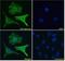 Sprouty RTK Signaling Antagonist 1 antibody, GTX41020, GeneTex, Immunofluorescence image 