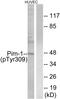 Pim-1 Proto-Oncogene, Serine/Threonine Kinase antibody, AP55710PU-S, Origene, Western Blot image 