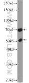 Flavin Adenine Dinucleotide Synthetase 1 antibody, 14118-1-AP, Proteintech Group, Western Blot image 