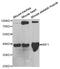 WNT Inhibitory Factor 1 antibody, LS-C334029, Lifespan Biosciences, Western Blot image 