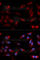 ADAM Metallopeptidase Domain 9 antibody, A5388, ABclonal Technology, Immunofluorescence image 