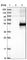 GDNF Family Receptor Alpha 3 antibody, HPA020731, Atlas Antibodies, Western Blot image 