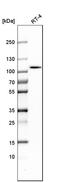 10-formyltetrahydrofolate dehydrogenase antibody, HPA036900, Atlas Antibodies, Western Blot image 