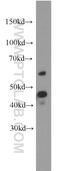 Cytochrome P450 Family 20 Subfamily A Member 1 antibody, 16702-1-AP, Proteintech Group, Western Blot image 