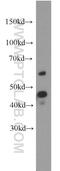 Cytochrome P450 20A1 antibody, 16702-1-AP, Proteintech Group, Western Blot image 