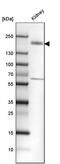 Kinesin Family Member 13B antibody, PA5-55207, Invitrogen Antibodies, Western Blot image 