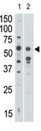 Sialic Acid Binding Ig Like Lectin 7 antibody, AP11630PU-N, Origene, Western Blot image 